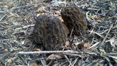 Mid Missouri Morels And Mushrooms Oregon Mountain Black Morels