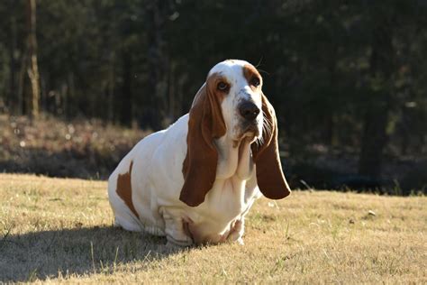 Cute Pictures Of Basset Hounds Popsugar Uk Pets Photo 7