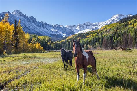 Wallpaper Autumn Horses Mountains Fall Colorado Fields Sanjuans
