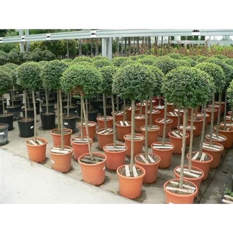 Ligustrum Jonandrum Clt 10 Mini Std Standard Trees Standard Trees