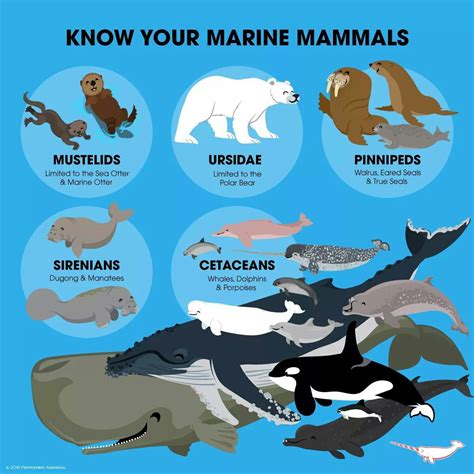 Marine Mammals Marine Mammals Sea Mammal Mammals