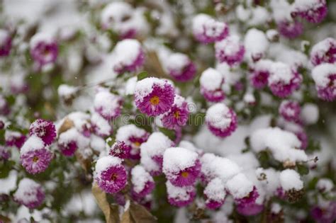 Snow Covered Red Flowers In The Field Stock Photo Image Of Landscape