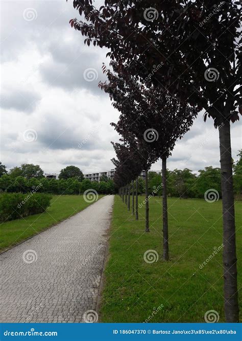 Alley With Trees Stock Photo Image Of Street Green 186047370