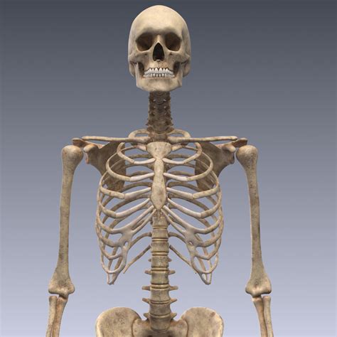 Realistic Human Skeleton Rigged 3d 3ds