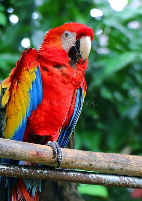 Scarlet Macaw Ara Macao Is A Large Red Yellow And Blue South American