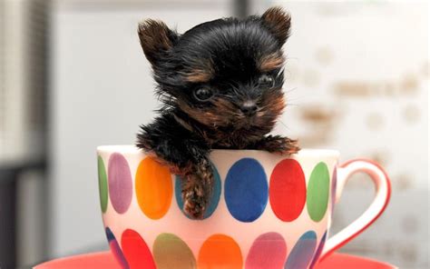 Dog Organisations Warn Of Craze For Tiny Teacup Puppies