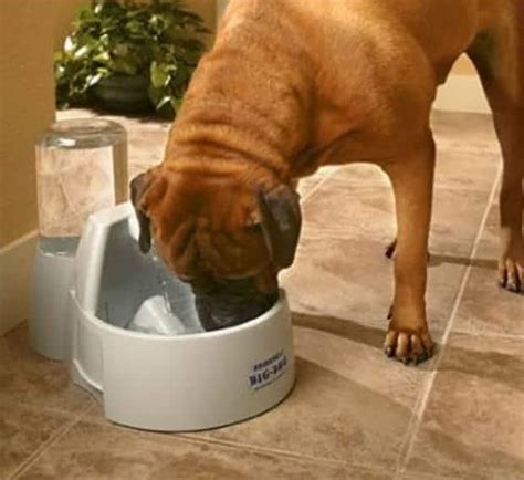 The Best Dog Water Fountain Reviewed 2023 The Best Product Ever