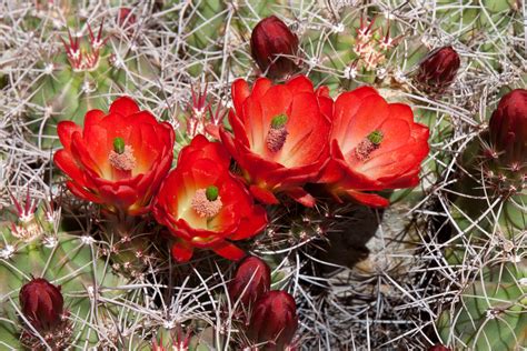 Mojave Desert Cacti Flowers Cactus Flower Desert Flowers Desert Cactus
