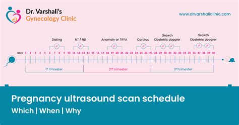 Pregnancy Ultrasound Schedule And Importance Of Dating Growth Anomaly Scan