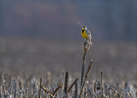 Morning Breath Eastern Meadowlark Calls On A Chilly Spring Flickr