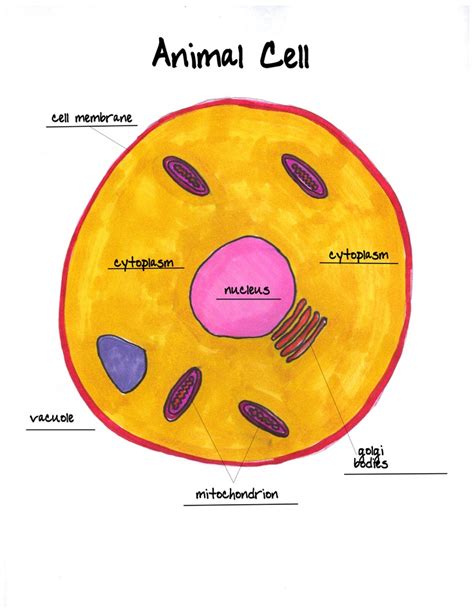 Draw an animal cell and label it. animal cell labeled worksheet : Biological Science Picture ...