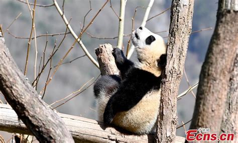 Giant Panda Cubs Enjoy Spring Day Global Times