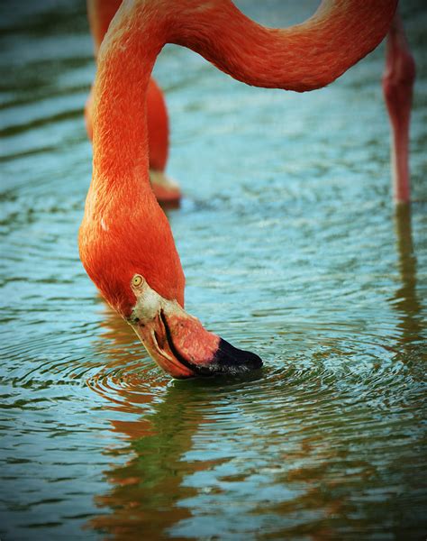 Flamingo las vegas hotel and casino is the strip's original home of cool, forever fabulous with a central location. Feeding flamingo | A Caribbean flamingo (_Phoenicopterus ...
