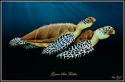 Sea Turtles 1 Mixed Media By Greg Pezzoni Fine Art America