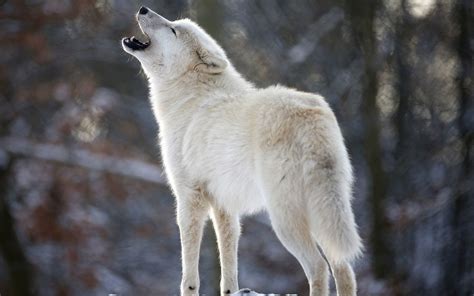 Howling Wolf Wallpaper 60 Images