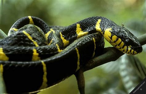 Snake Tropical Rainforest Rainforest