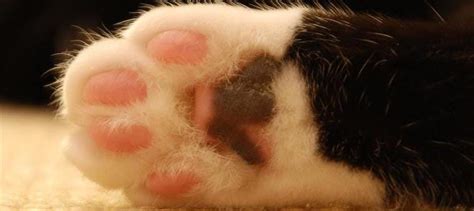 Fun Facts About Toe Beans Toe Beans In Cats Litter Robot