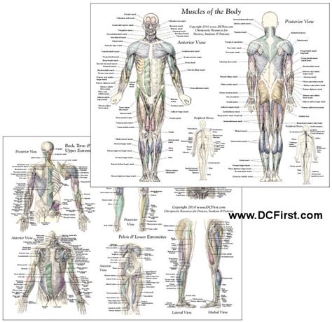 Printable Muscle Anatomy Chart Female Muscle Diagram Non Laminated