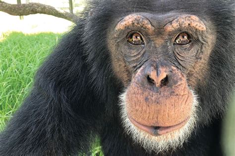 Southwest Floridas Center For Great Apes Celebrates Its 25th