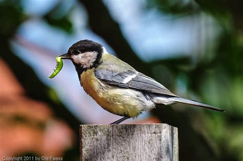 De koolmees is gelegen in lievelde, de prachtige groene achterhoek. Koolmees met groene rups