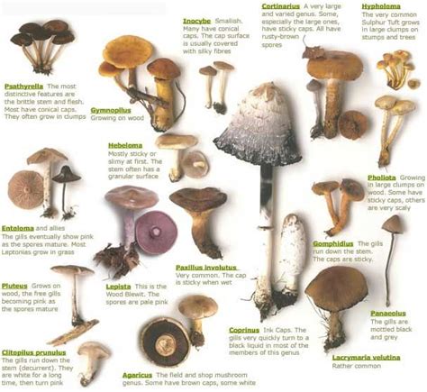 The 25 Best Mushroom Identification Ideas On Pinterest Mushroom