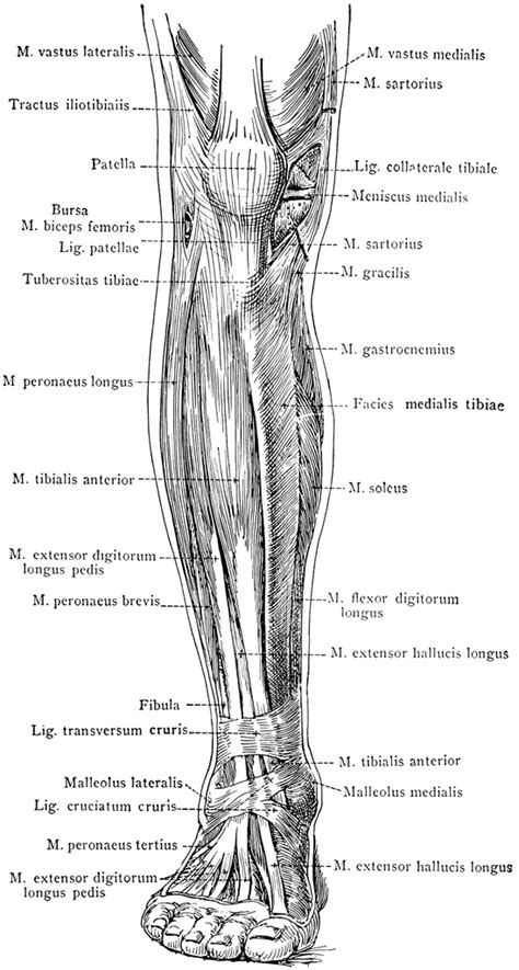 Leg Muscle Diagram Anterior Anatomy Of Leg Muscles Anatomy System