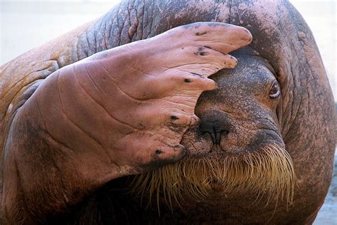 Dwindling Arctic Sea Ice Forces 10000 Walruses Ashore The National