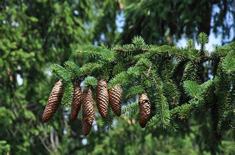 Evergreen Privacy Trees For Sale