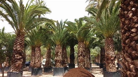 Phoenix Canariensis Palmeras Elche