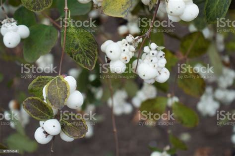 White Berries On Branches Of Symphoricarpos Albus In Autumn Stock Photo