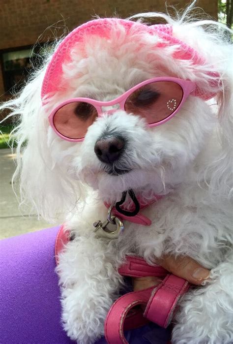 Doggles K9 Optix Rubber Sunglasses For Dogs Shiny Pink With Pink