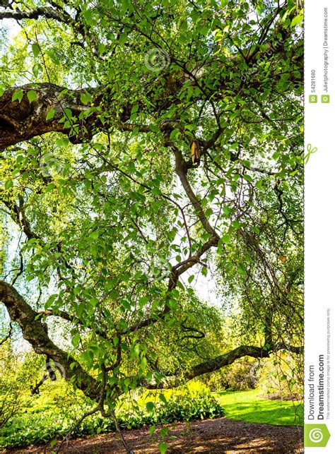 An Old Birch Tree With Long Branches In Spring Time Stock Photo