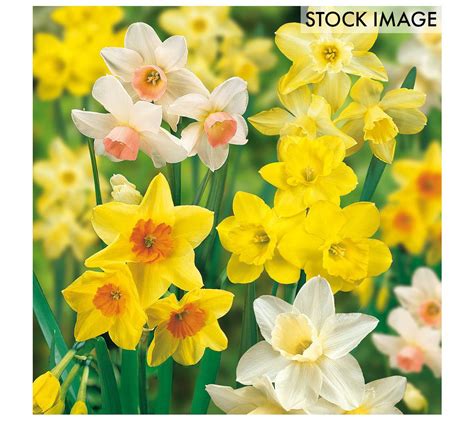 Van Zyverden Daffodils Fragrant Mixture Set Of5 Bulbs