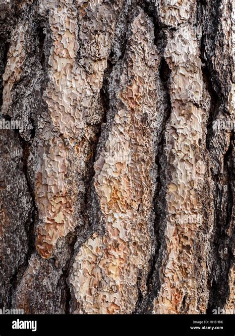 Close Up Detail Of The Bark Of A Large And Mature Douglas Fir Tree
