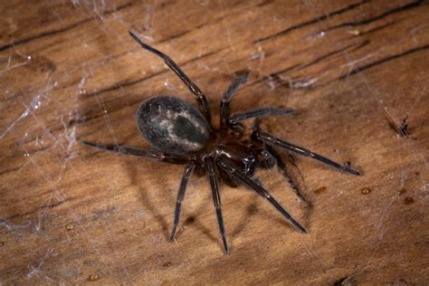 8 British Spiders Youre Likely To Find At Home This Autumn Common