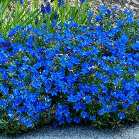 Lithodora Diffusa Grace Ward Heavenly Blue In Bud And Bloom Garden