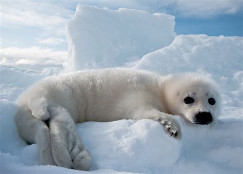 Fully Relaxed Harp Seal Baby White Coat Freshly Born Saint Lawrence