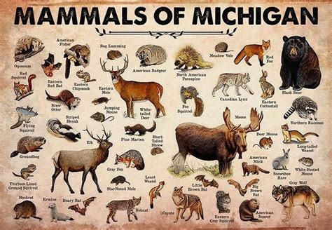 Mammals Of Michigan Mh2509 Mammals Animal Tracks Animals Of The World