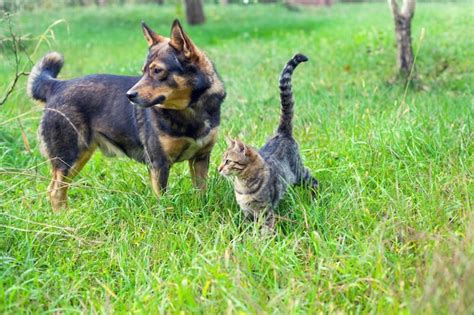 Premium Photo Dog And Cat Best Friends Walking Together Outdoor On