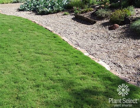 We did not find results for: Plant Select - smart plant choices | Plant Select