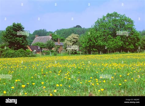 Traditional English Farmhouse Behind Buttercup Field West Sussex