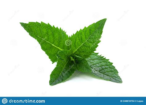 Spearmint Herb Closeup Stock Photo Image Of White Mint 248818754