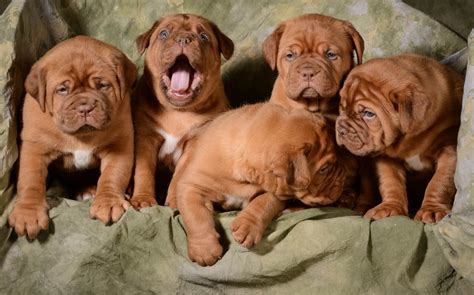 french mastiff puppies greenfield puppies