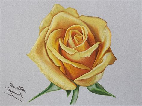Colored Pencils Rose Flower Drawing Colour Equine Artist Carrie Lewis