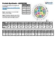 Protein Synthesis Answers Docx Protein Synthesis Answers Pdf