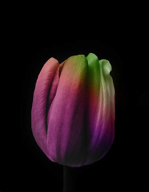 Tulip In The Shadows 3 Photograph By Johanna Hurmerinta Fine Art America