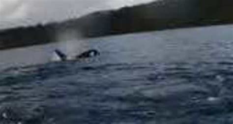 Scientists Witness Killer Whale Infanticide Near Vancouver Island