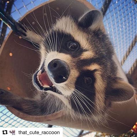 Your Daily Dose Of Raccoons On Instagram “repost Thatcuteraccoon
