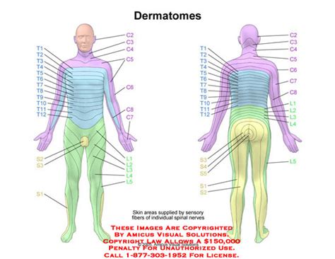 AMICUS Illustration Of Amicus Anatomy Male Dermatome Skin Area Sensory