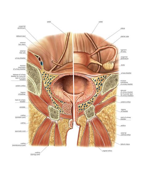 Urinary Bladder And Urethra Photograph By Asklepios Medical Atlas Pixels Merch